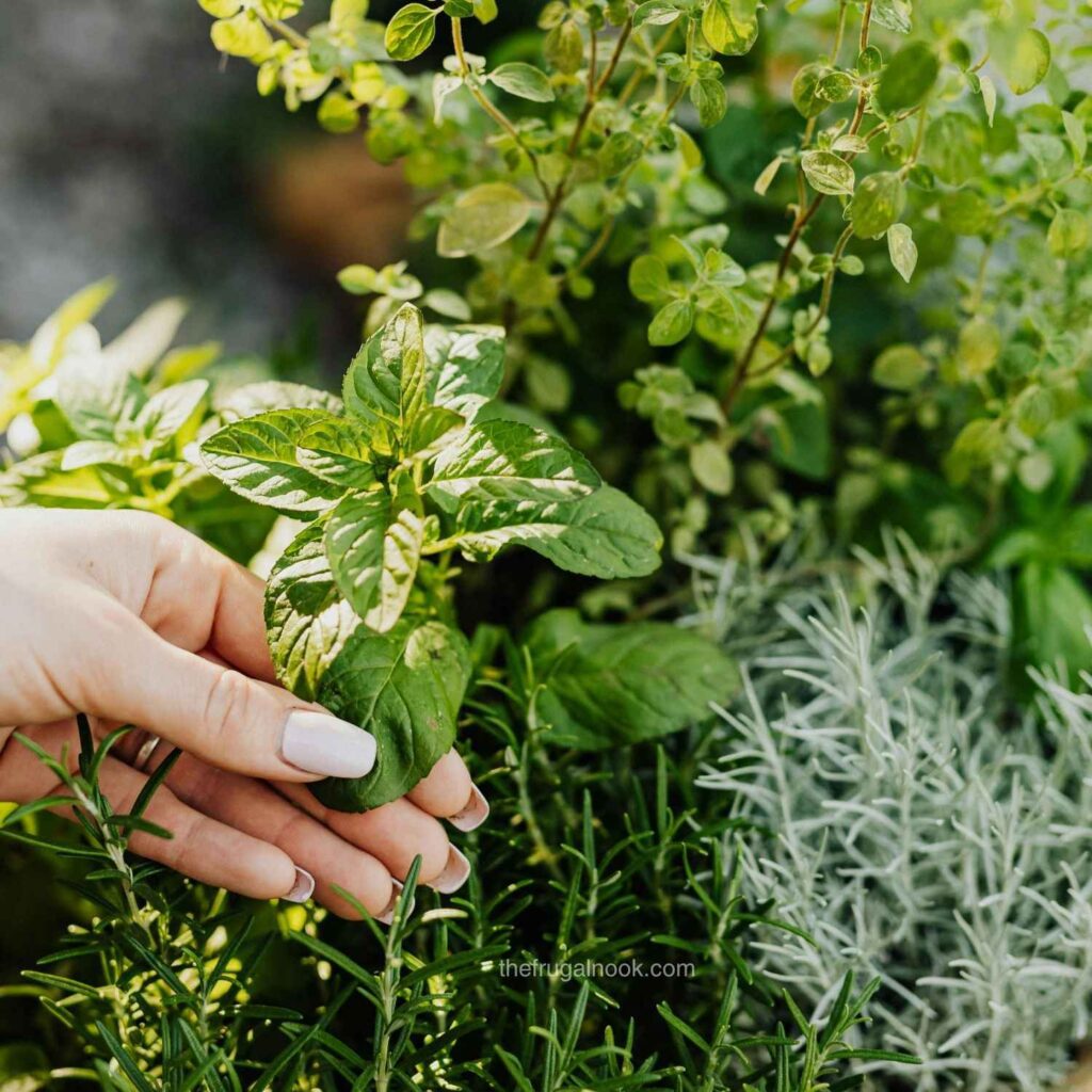 Hand picking fresh mint and herbs from a small home herb garden