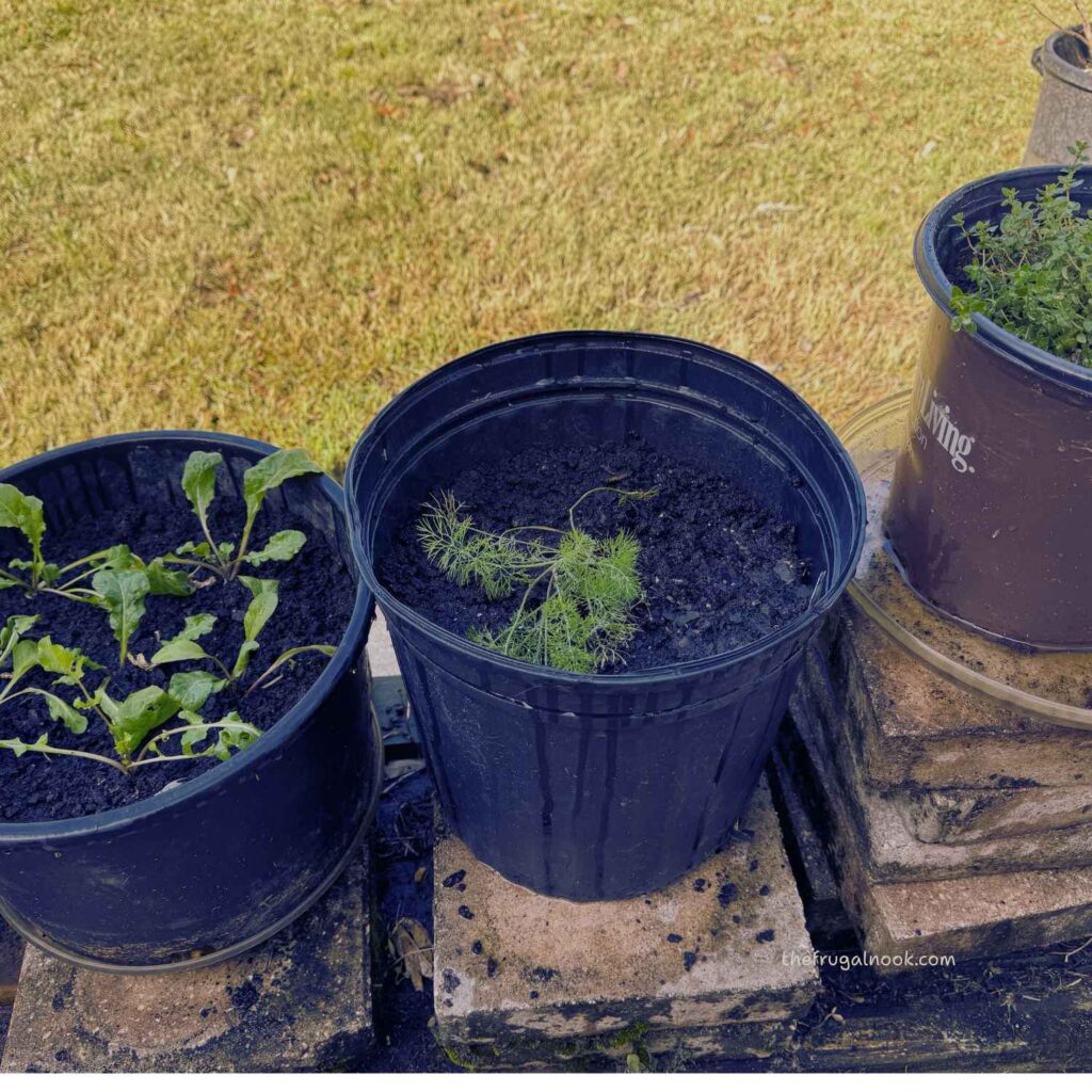 three posts containing arugula, dill and thyme for the starter of the fall and winter small container garden.