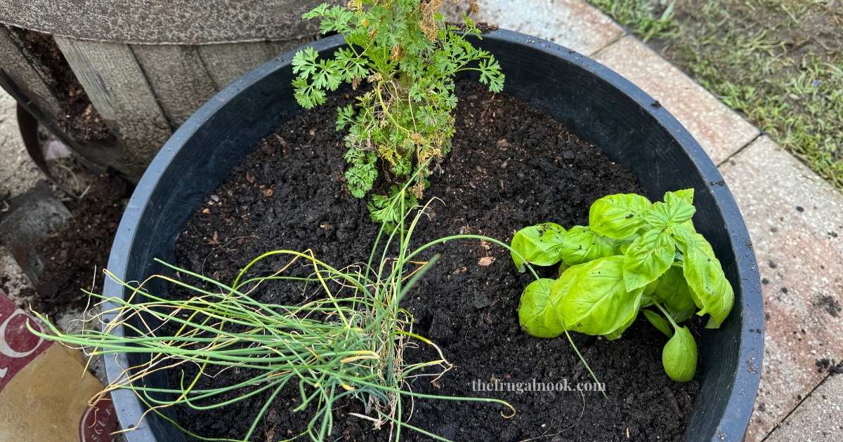 Basil, chives, and parsley growing in a small container for a restart on the herb garden.