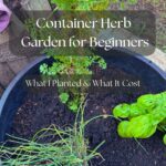 Herb Garden with chives, basil and parsley in a container.