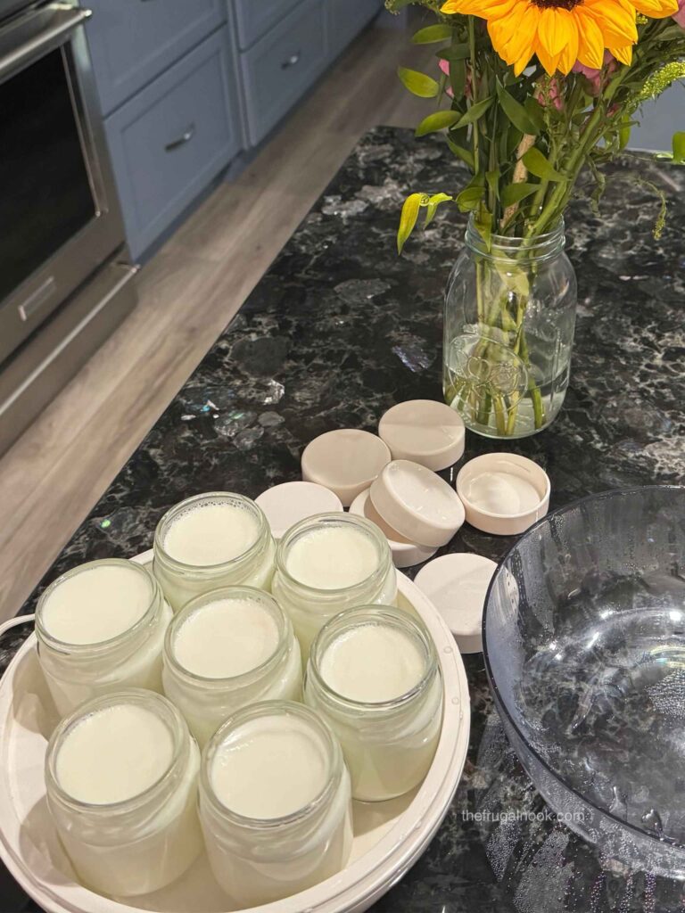 Seven glass jars of homemade goat milk yogurt in a yogurt maker on a kitchen counter