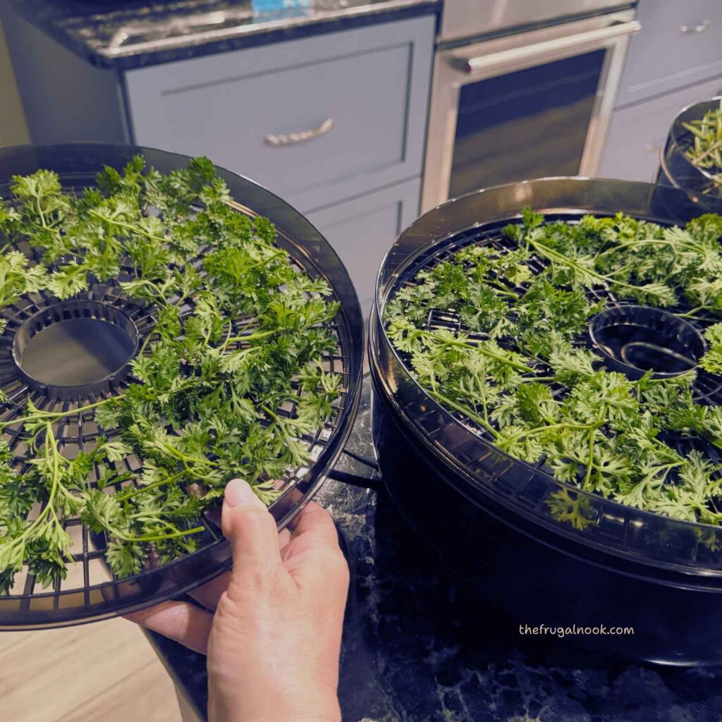 Fresh herbs spread on dehydrator trays before drying