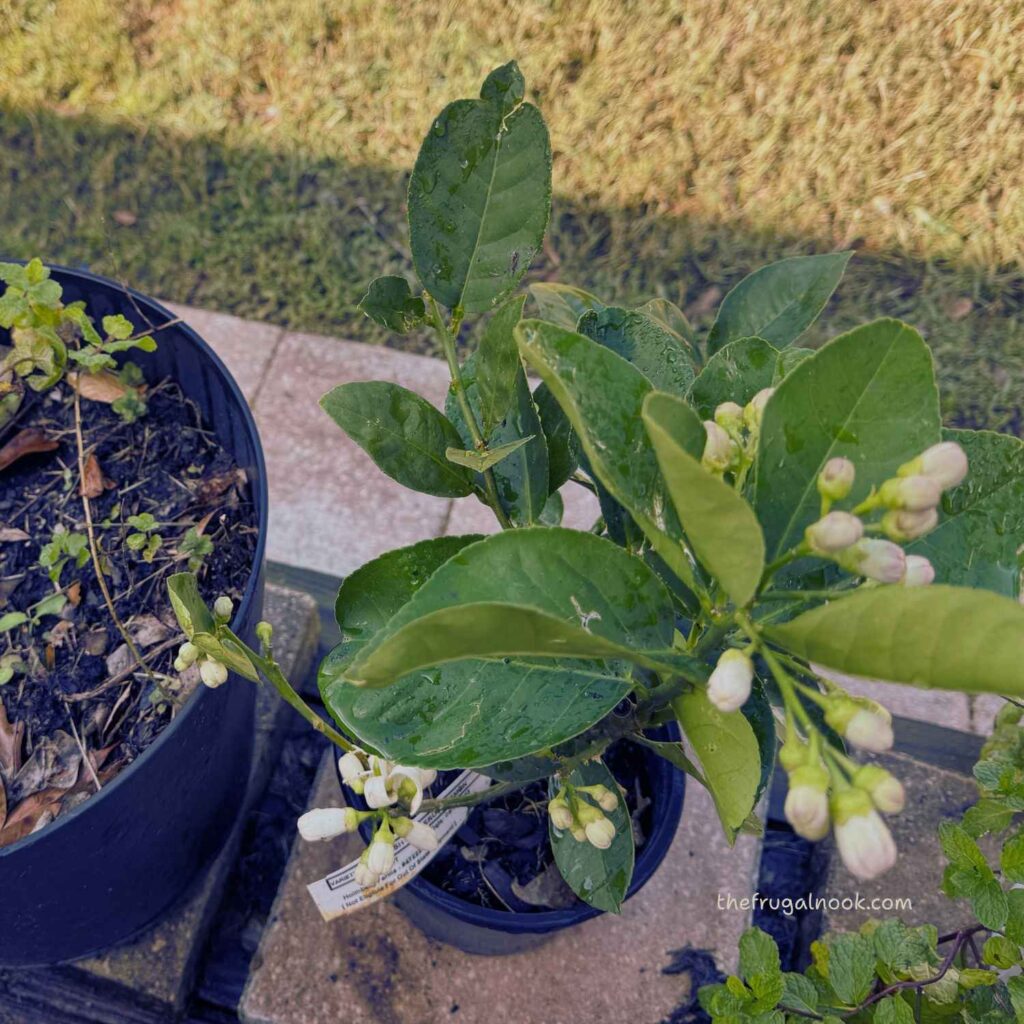 mini lemon tree in a container next to lemon balm and springs of mint.