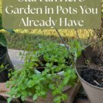 Mint growing in a white pot beside a recovering tarragon plant in a taupe pot