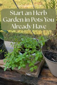 Mint growing in a white pot beside a recovering tarragon plant in a taupe pot