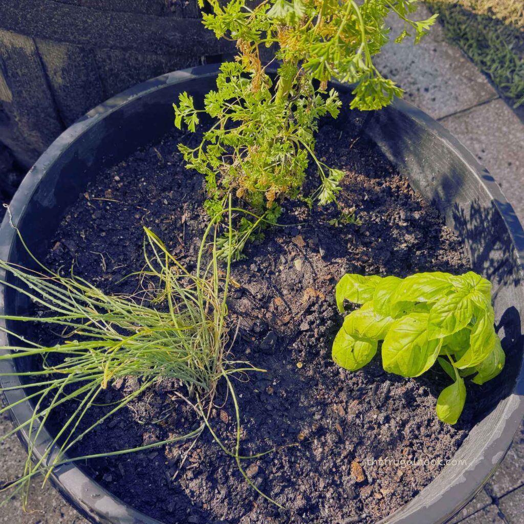 chives, parsley and basil growing together in a container. Herbs that work together and grow together.