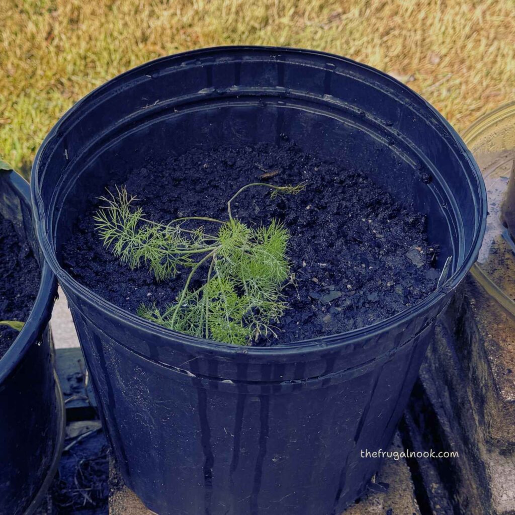young dill plant in a black container - apart of the small herb container garden.